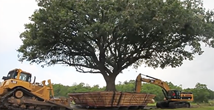 Moving tree large tree moving to new location